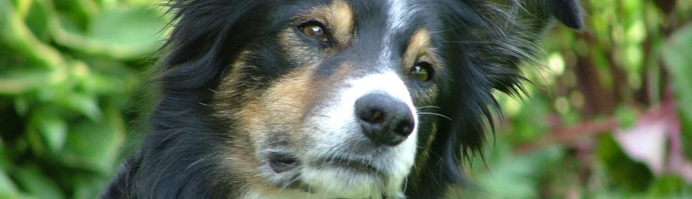Portret van een zwart-wit-bruine hond