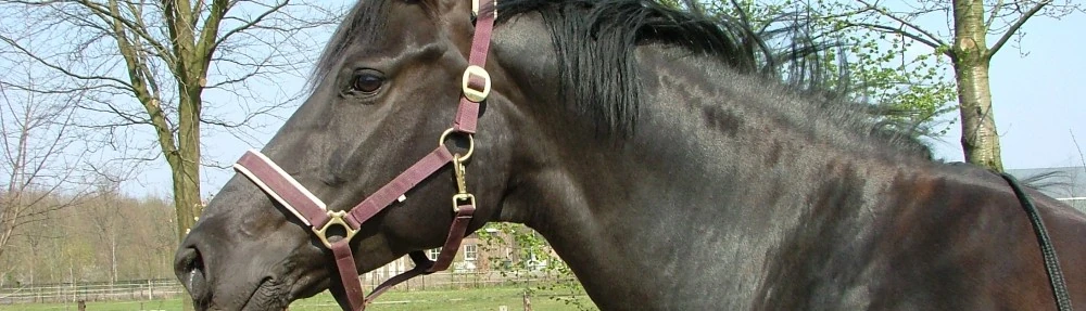 Donker paard met halster, van opzij gezien