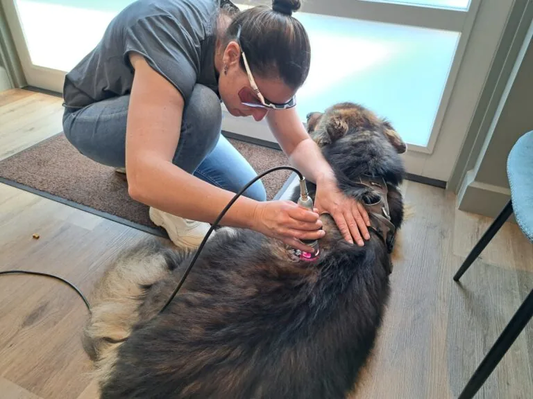 Behandeling van een langharige hond met de high power laser